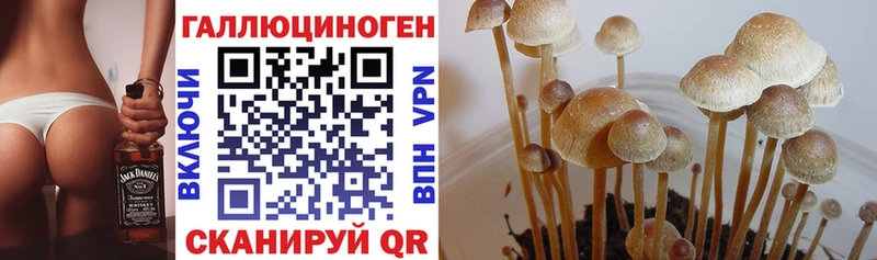 Псилоцибиновые грибы Psilocybine cubensis  Купить где  Новосокольники 